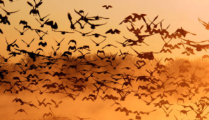flock of birds, Risk Resource article