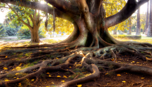 large tree trunk with roots, Risk Resource article title